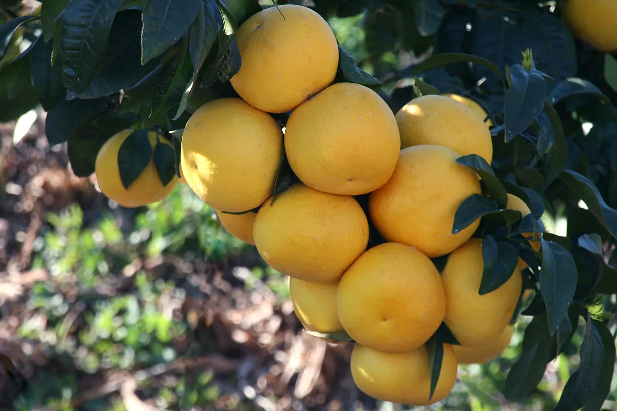 Duncan fruit