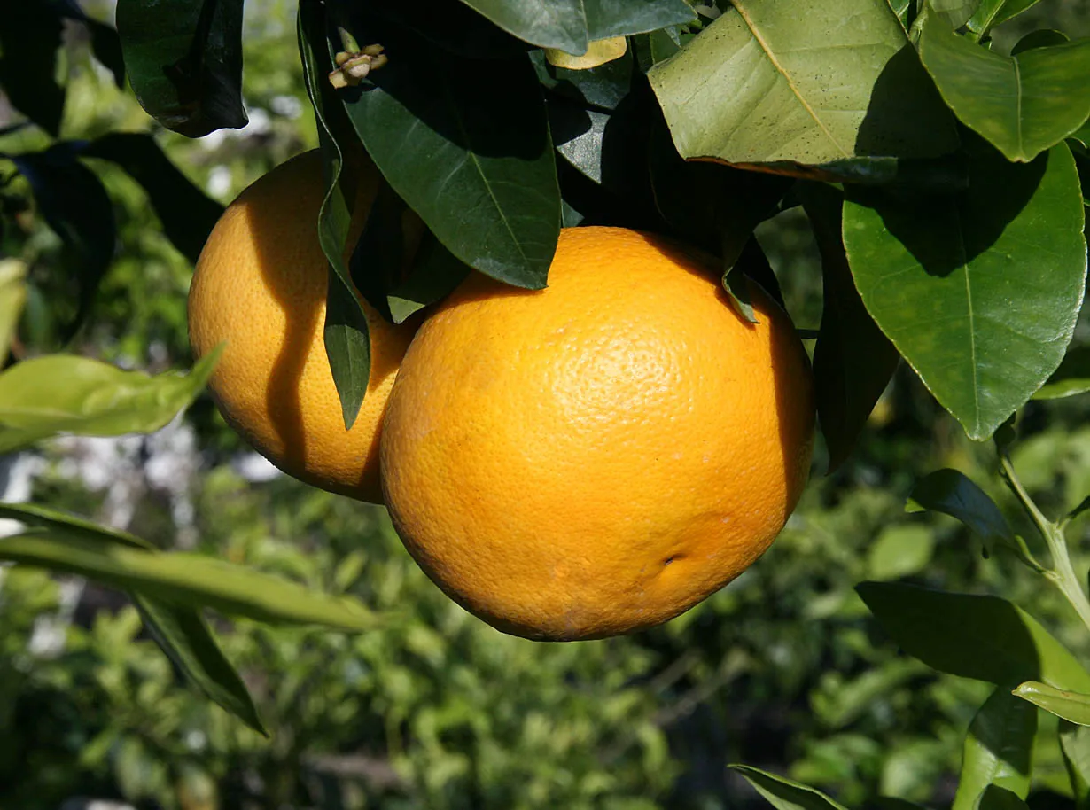 Marsh fruit