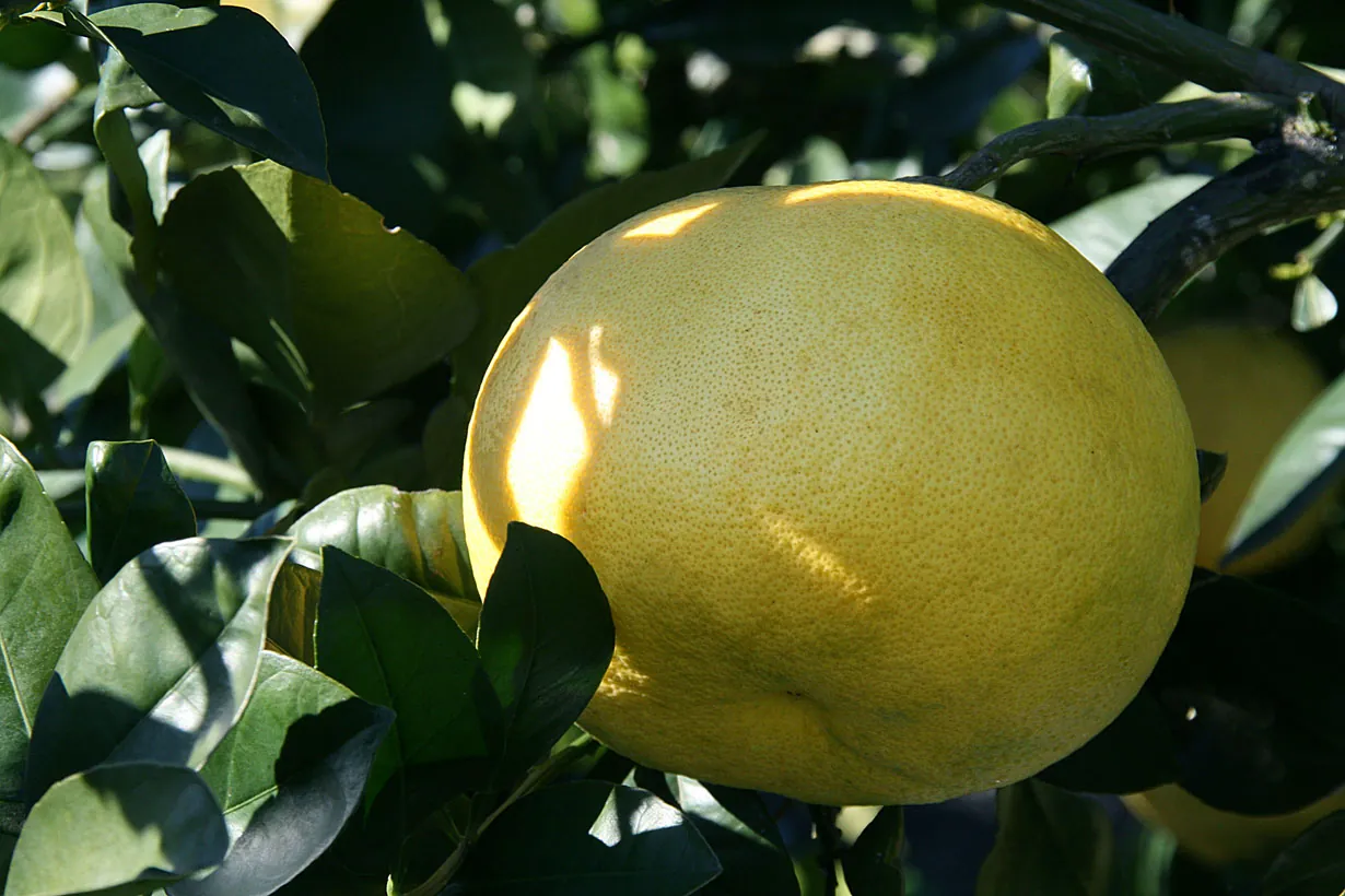 Melogold fruit