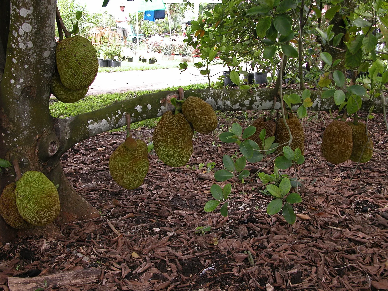 Cheena fruit