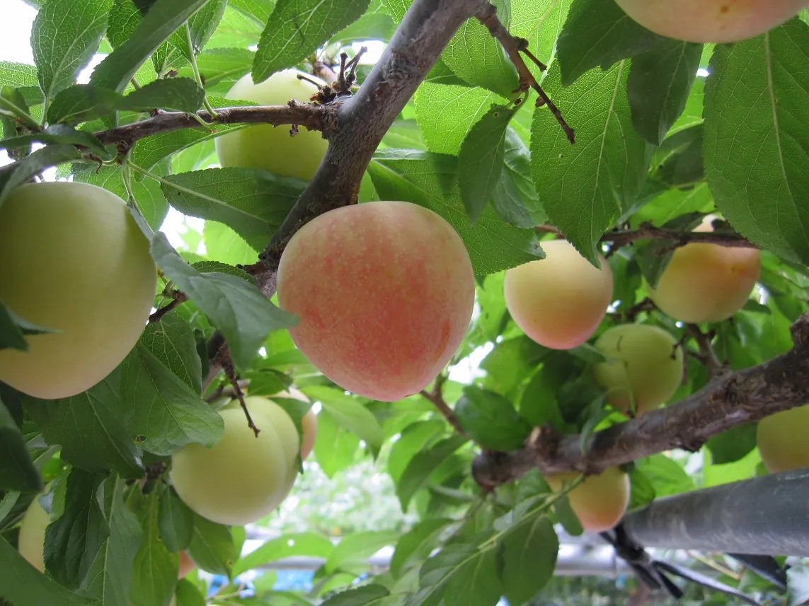 Honey Rosa fruit