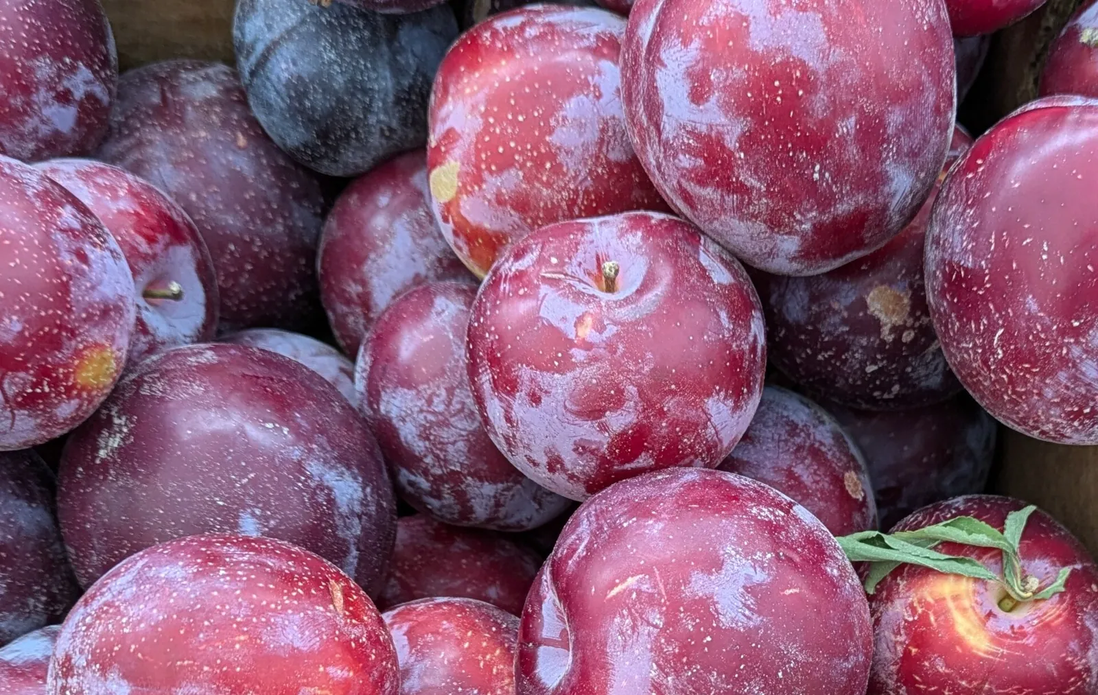 Santa Rosa fruit