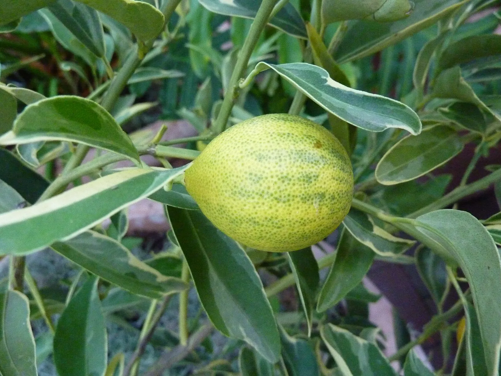 Centennial variegated fruit