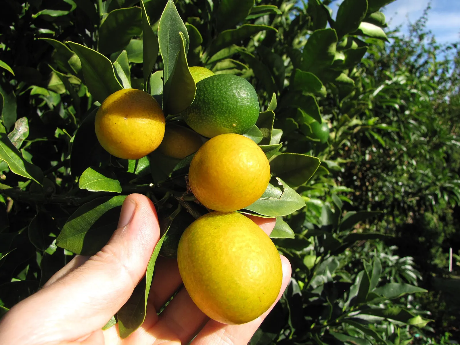 Meiwa fruit