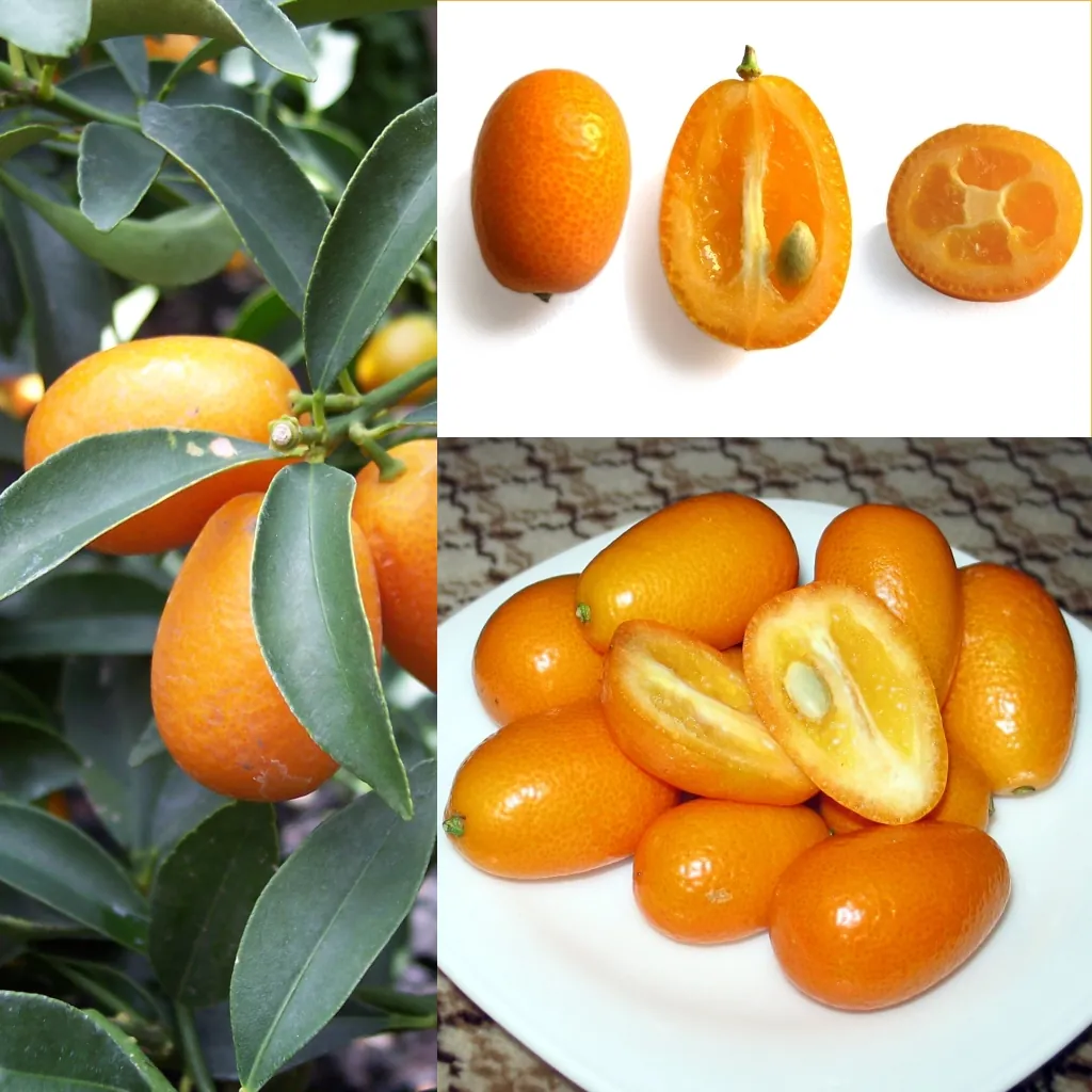 Nagami fruit
