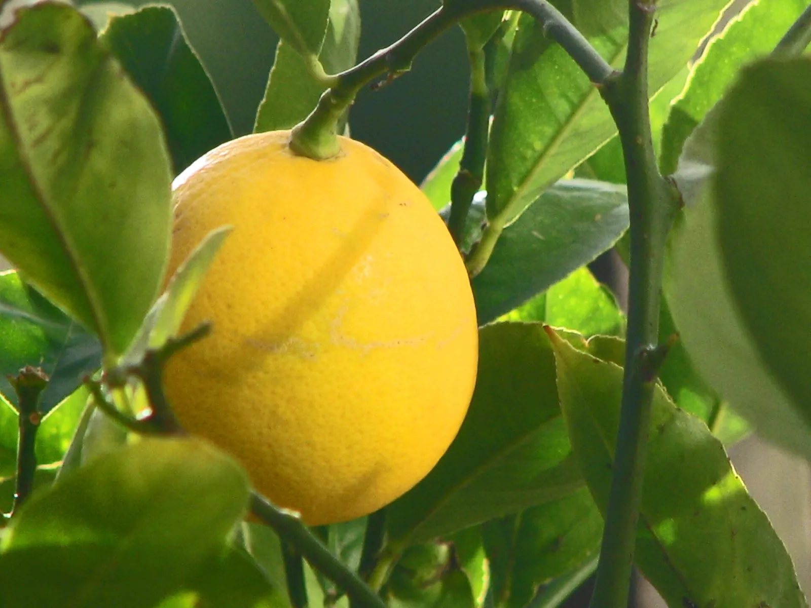 Meyer fruit
