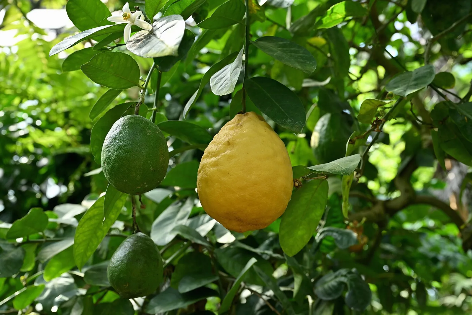 Ponderosa fruit