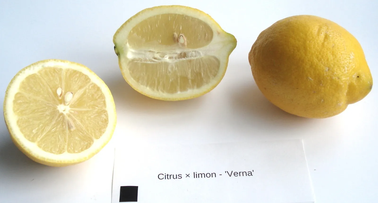 Verna fruit