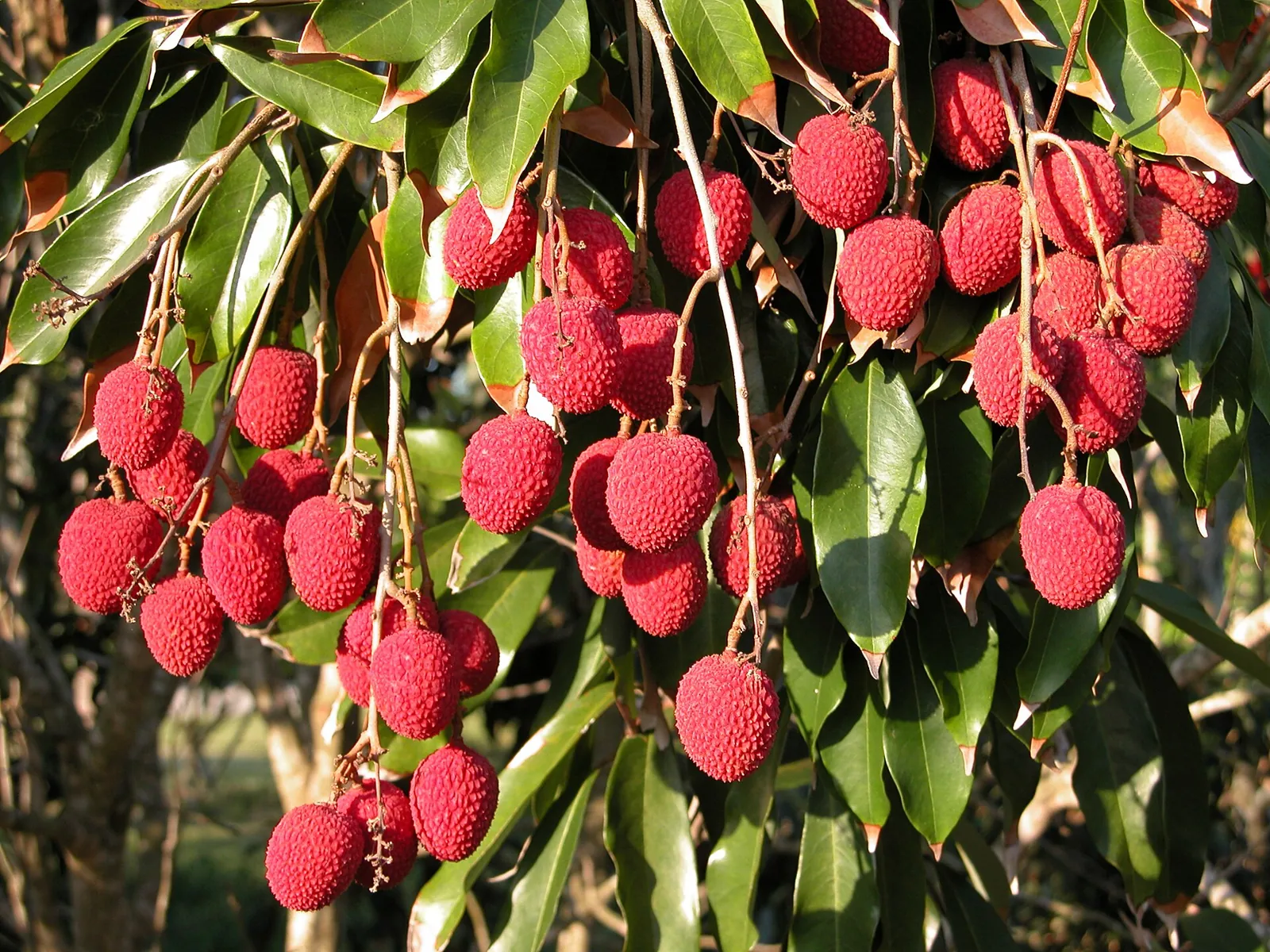 Brewster fruit