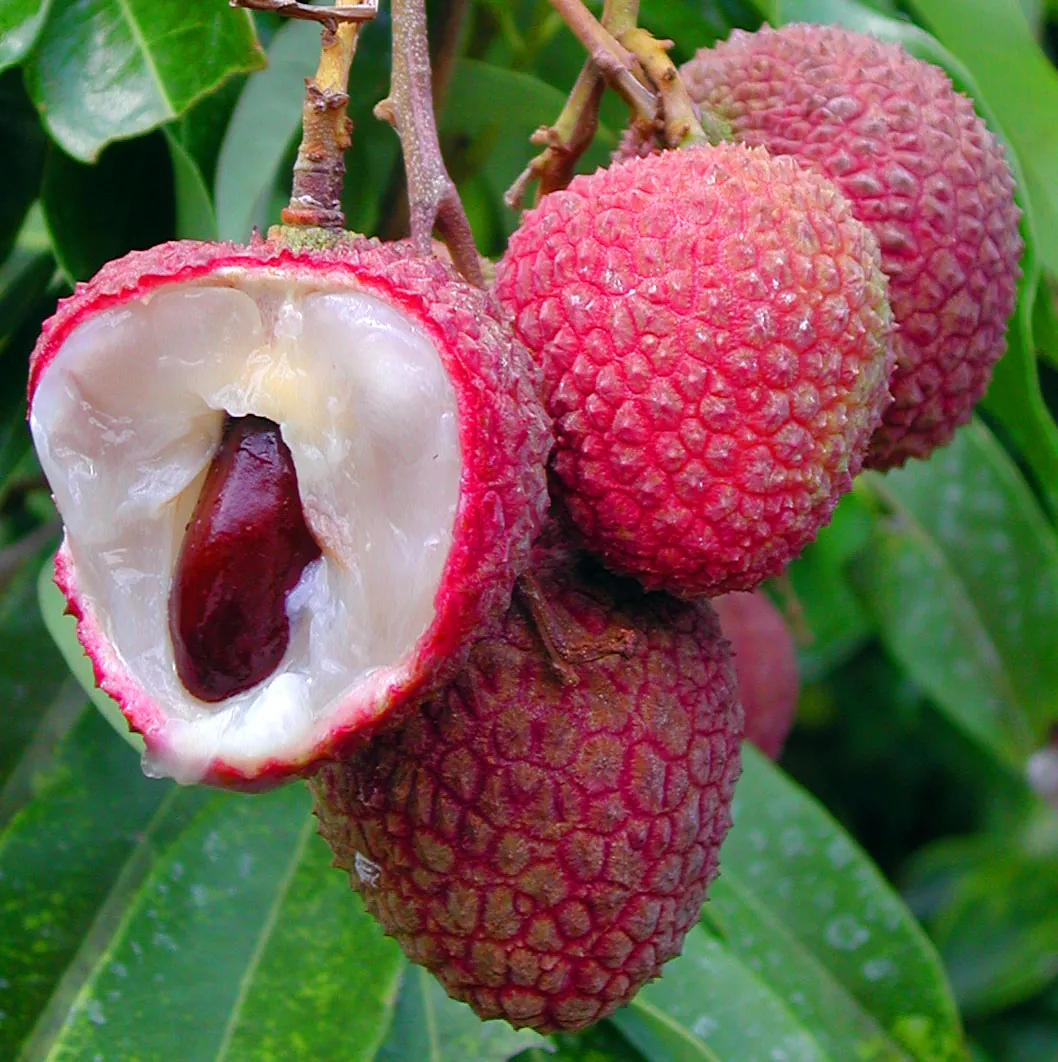Sweetheart fruit