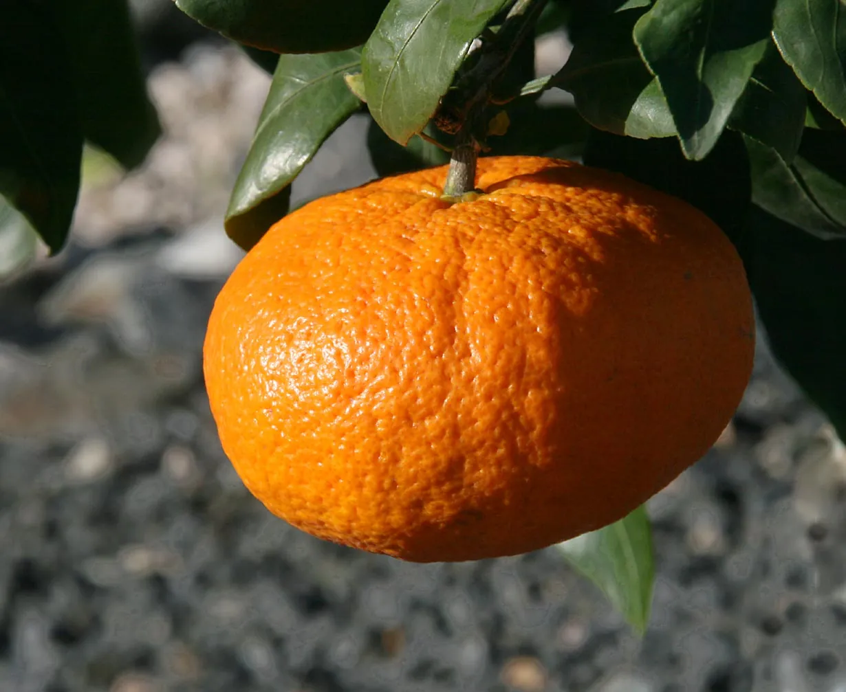 Kanpei fruit