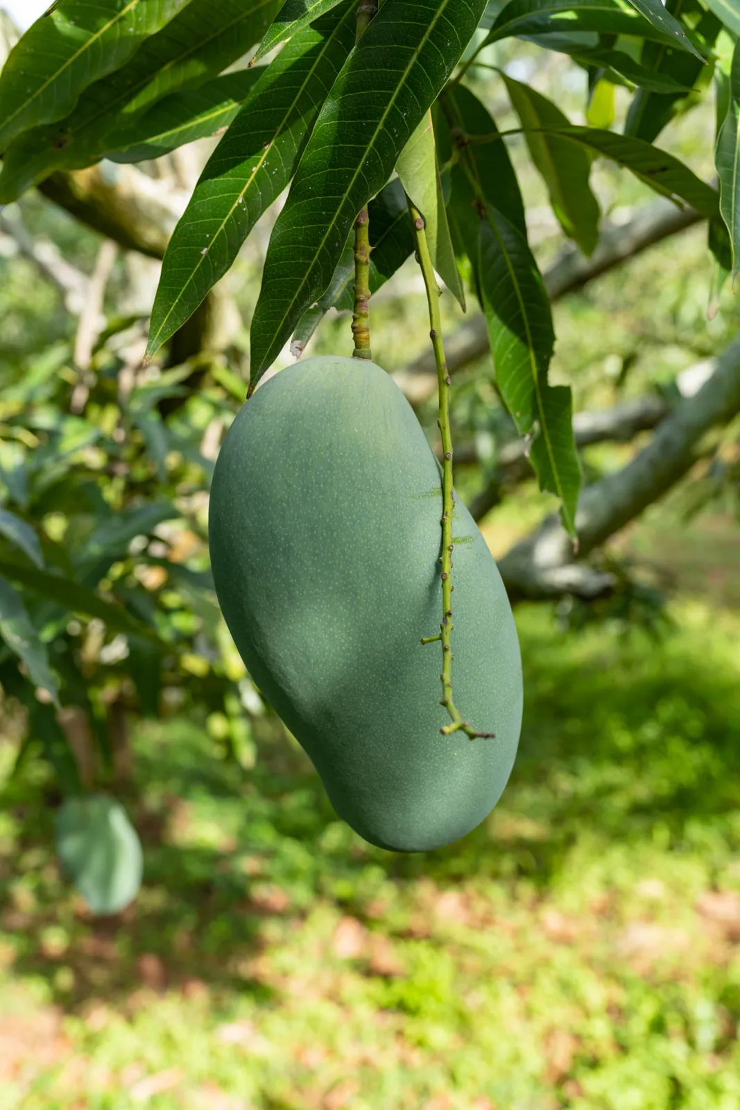 Mallika fruit