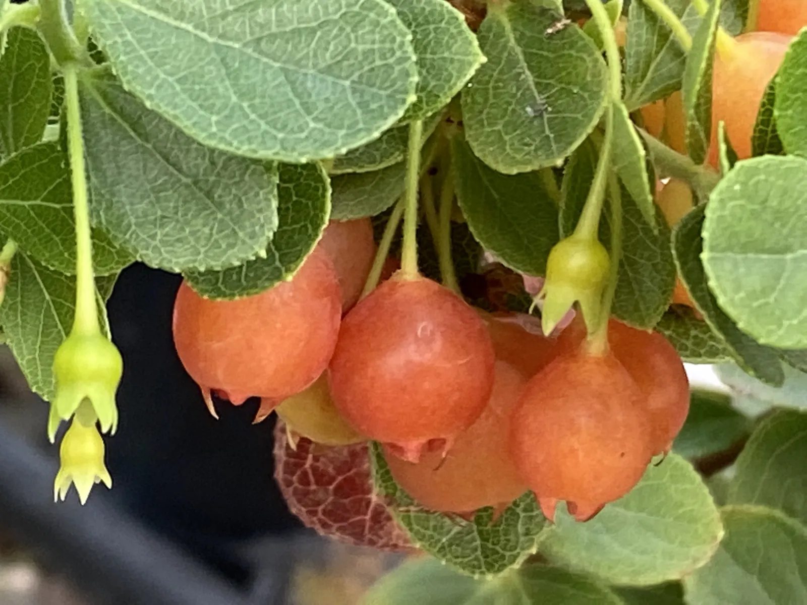 Red Button fruit