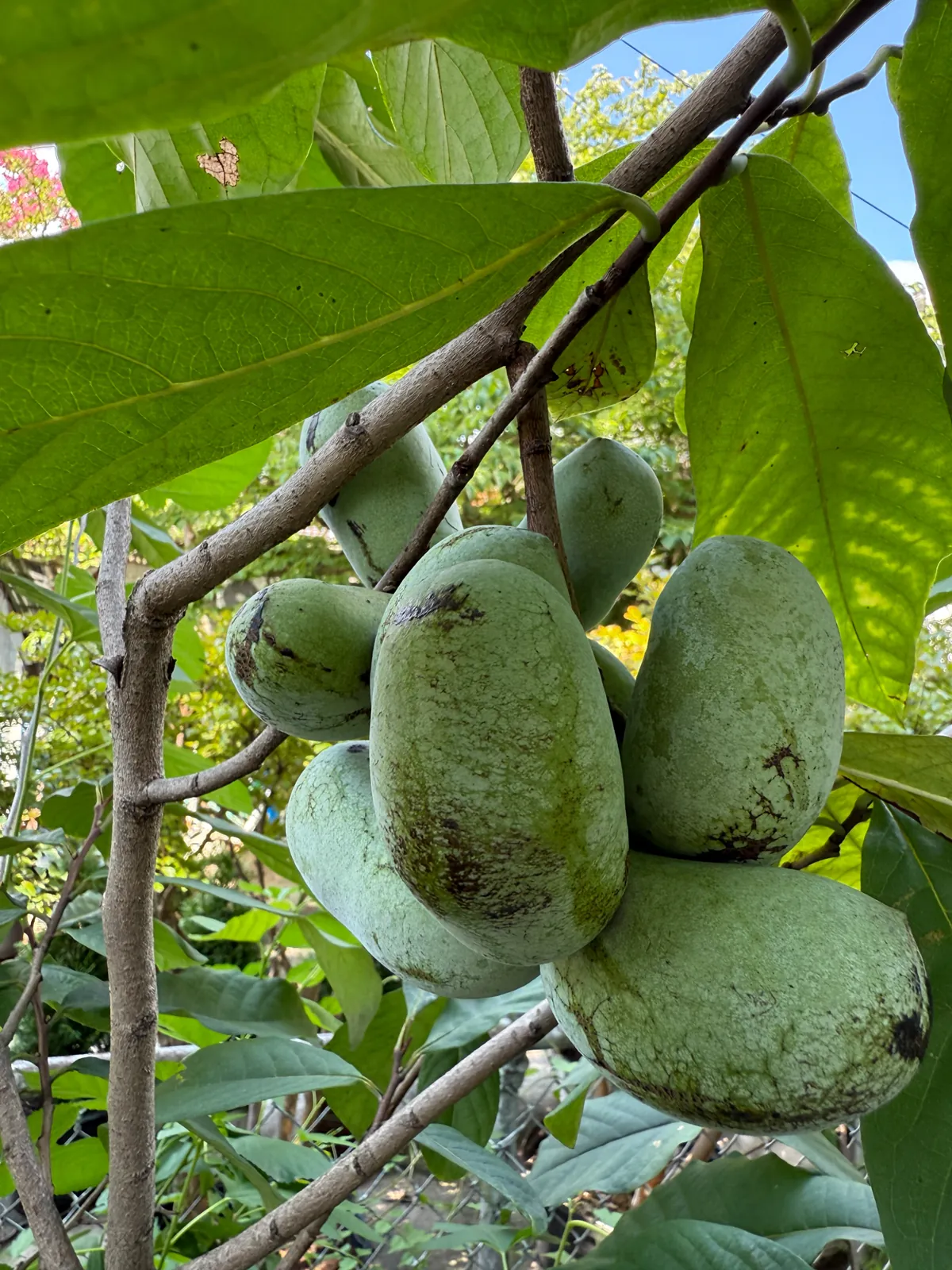Shenandoah fruit