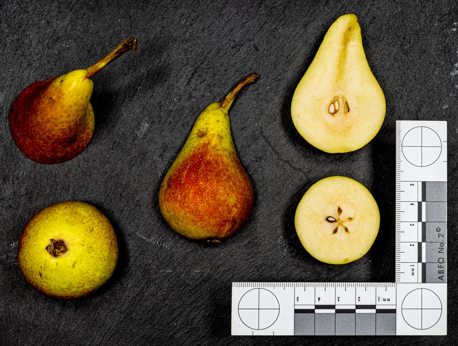 Carmen fruit