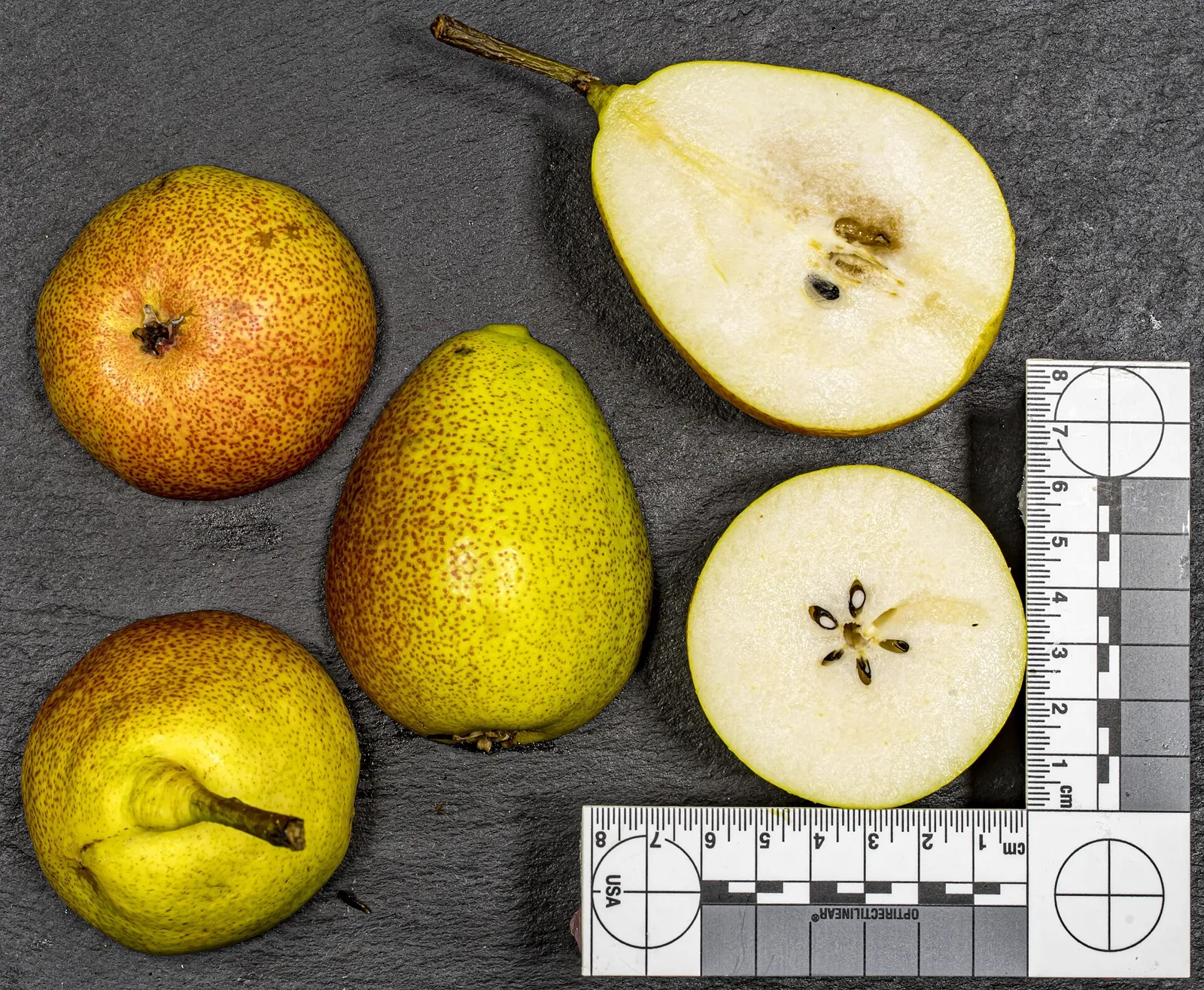 Celina fruit