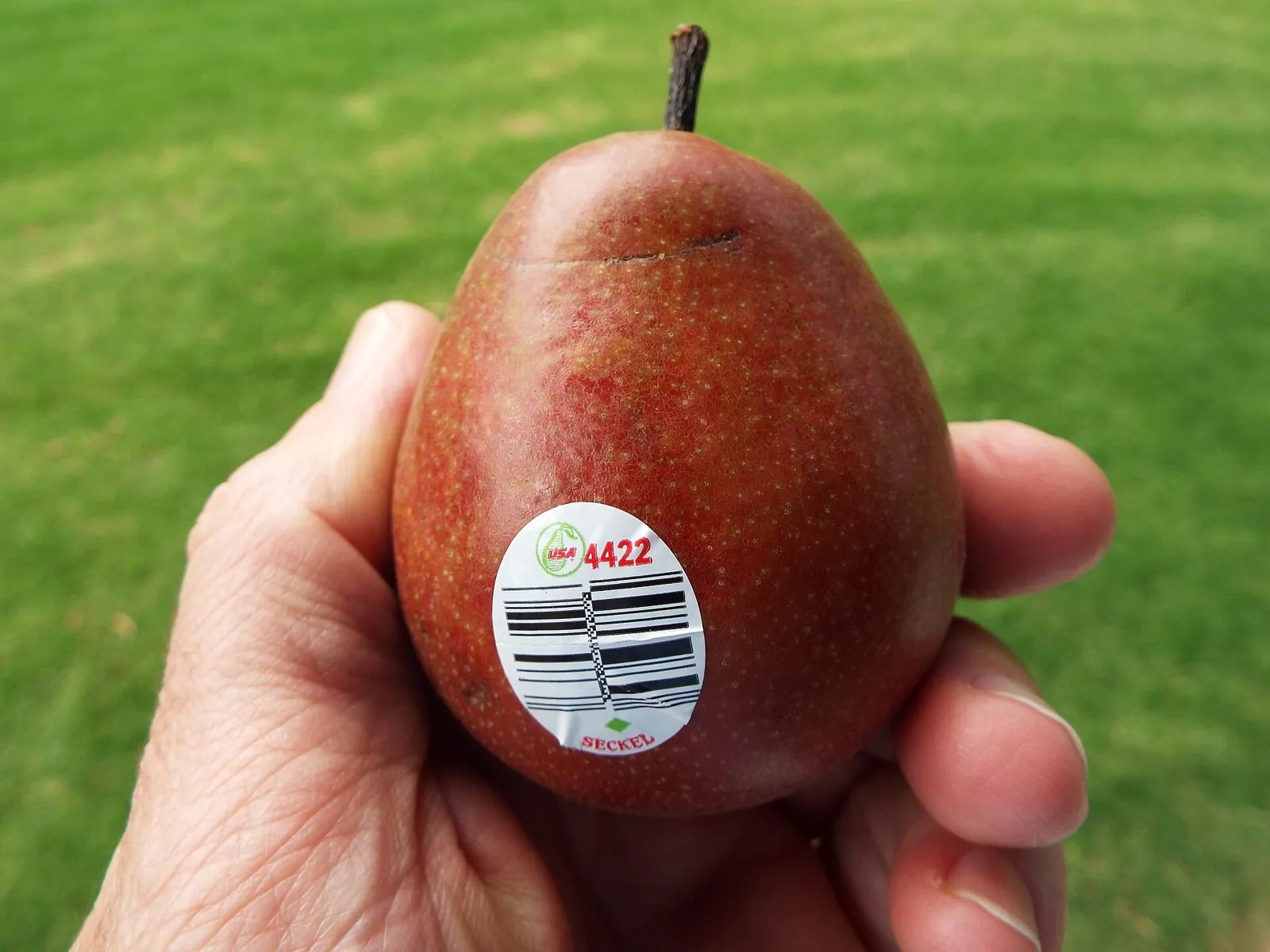 Seckel fruit