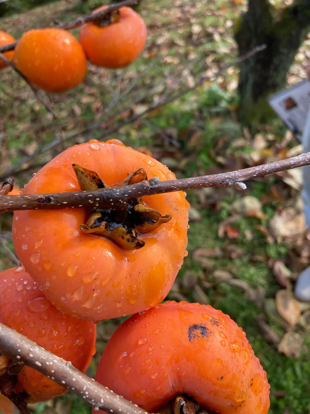 Gosho fruit