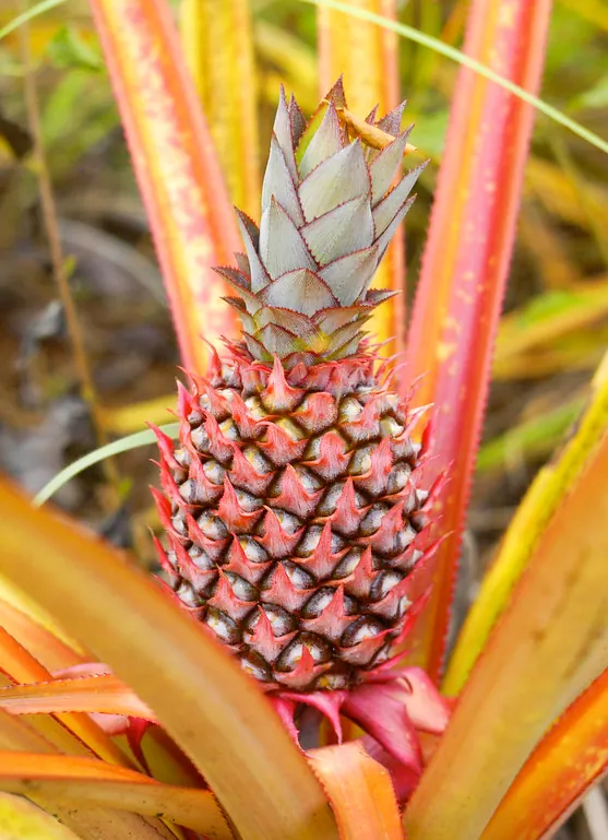 Española Roja fruit