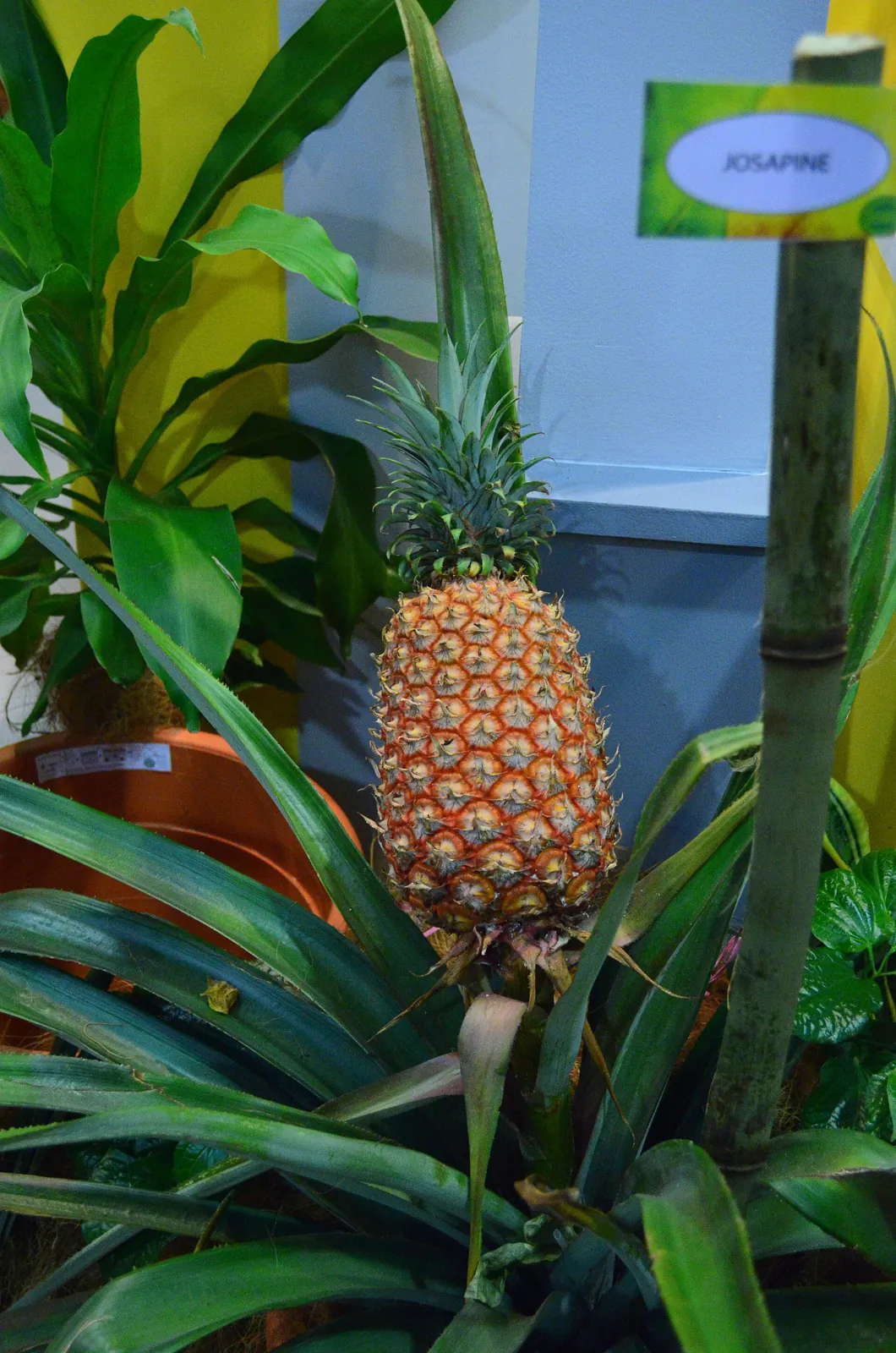Josapine fruit