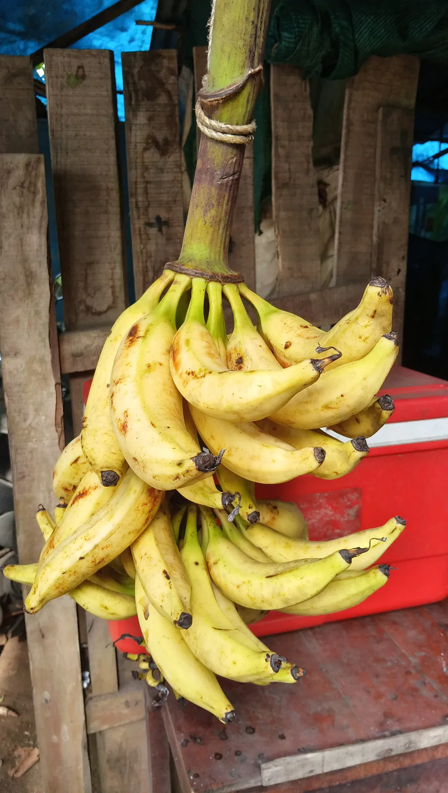 Chengalikodan fruit