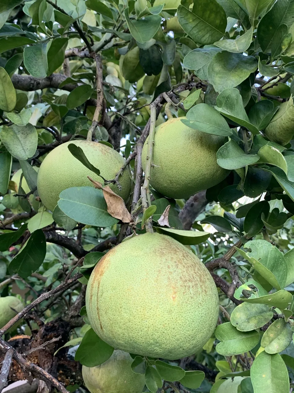Tahitian fruit