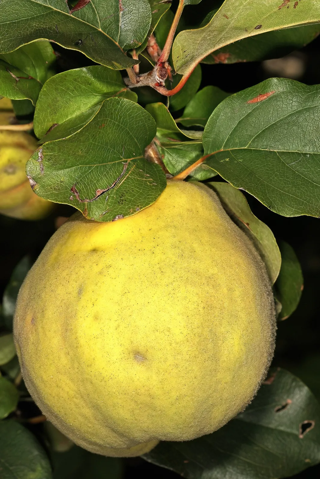 Portugal fruit
