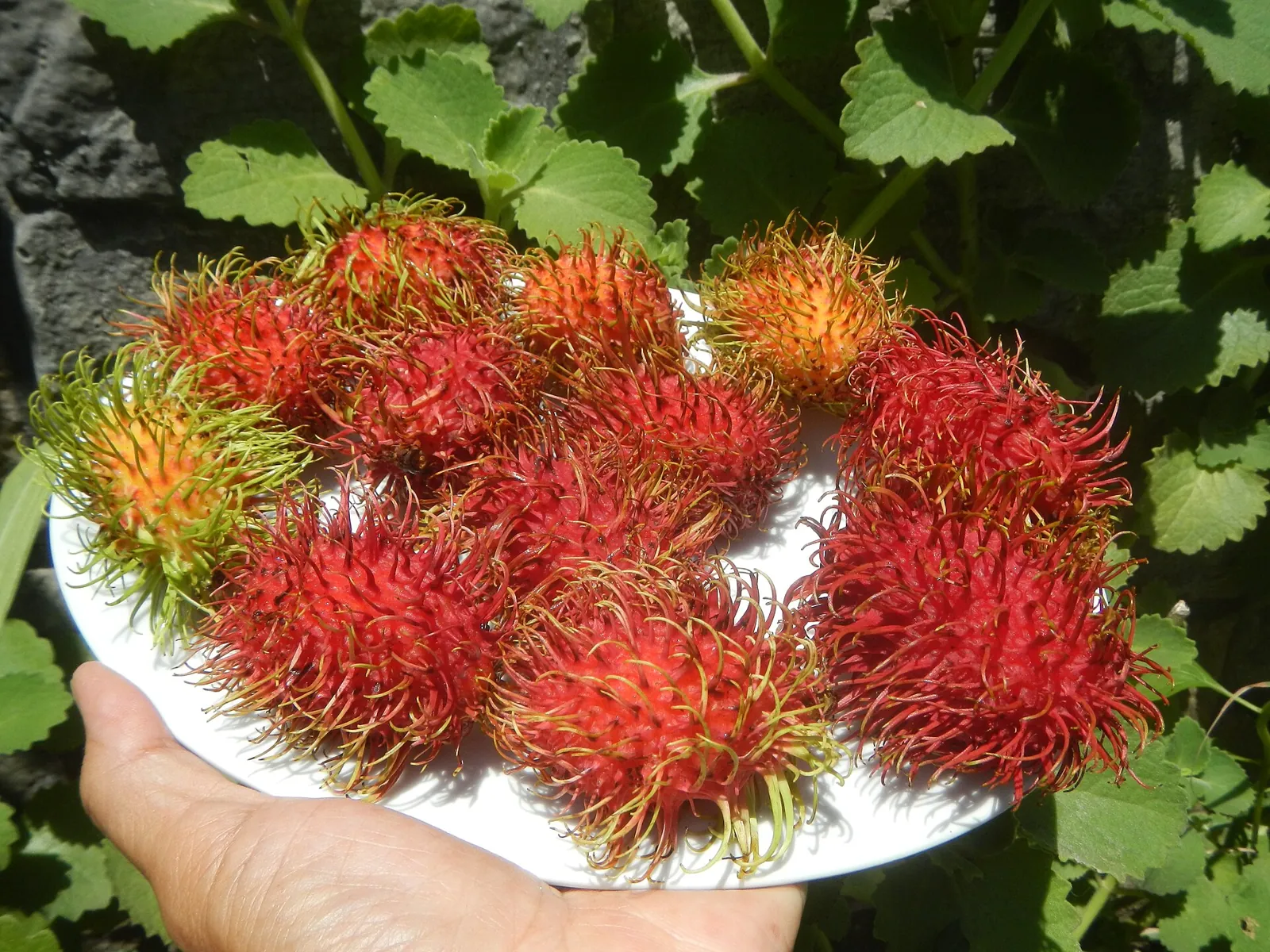 Rong Rien / Anak Sekolah fruit