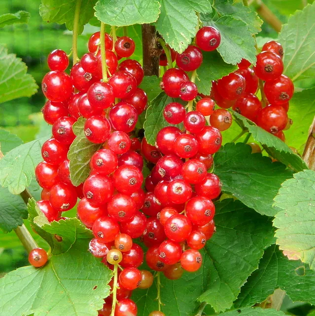 Jonkheer van Tets fruit