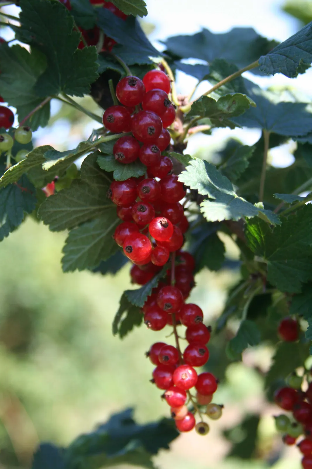 Rondom fruit