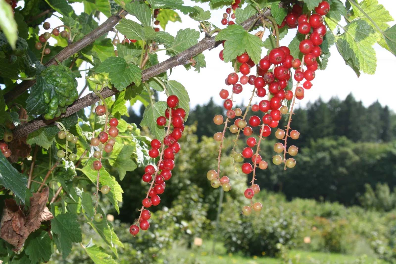 Rovada fruit