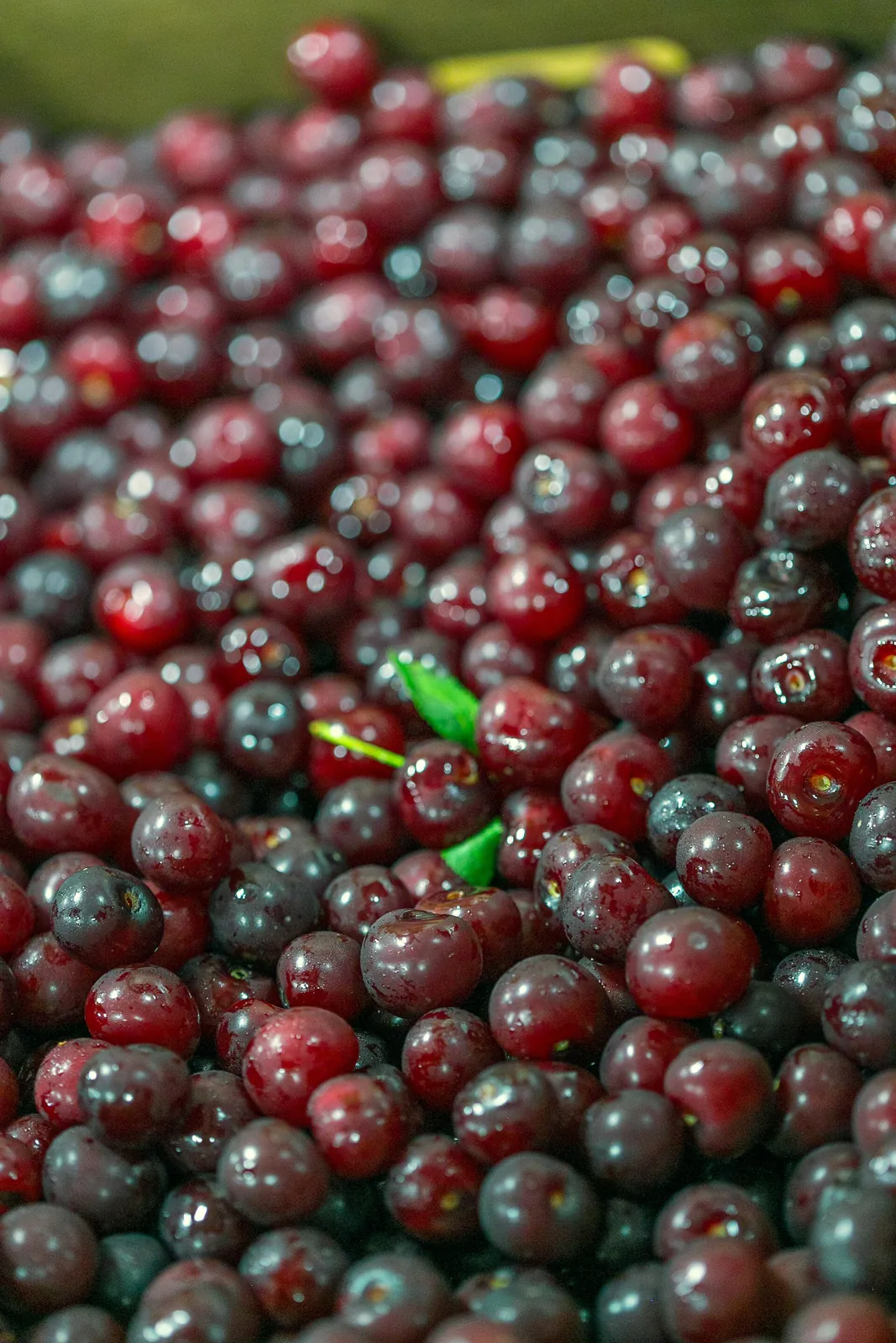 Balaton fruit