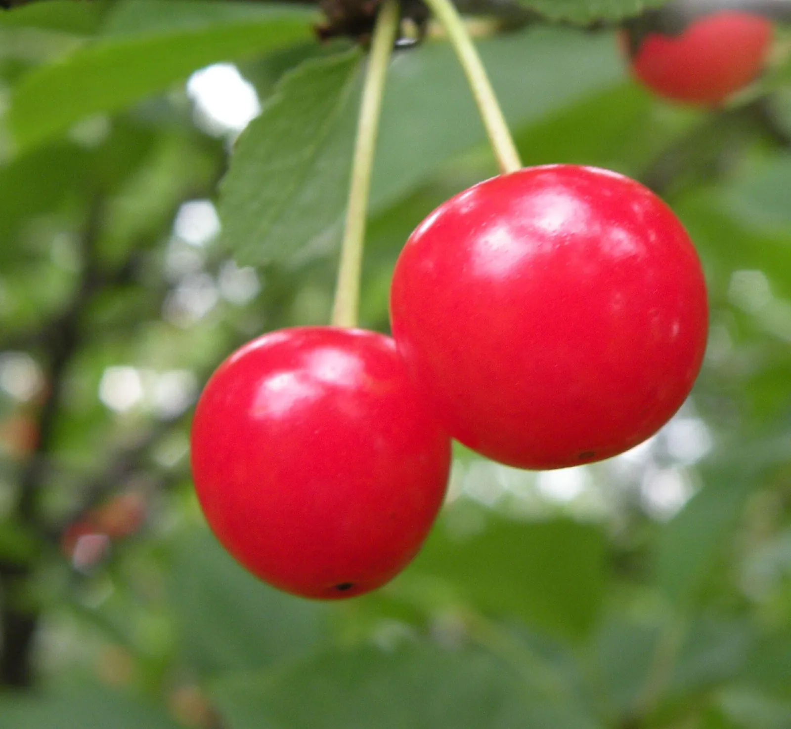 Montmorency fruit
