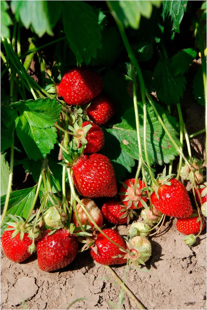 Marys Peak fruit