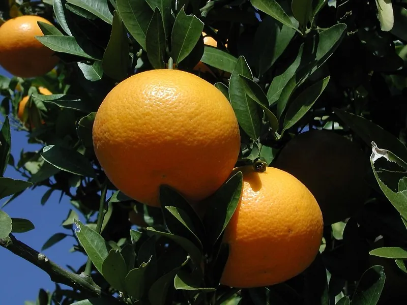 Iyomikan fruit