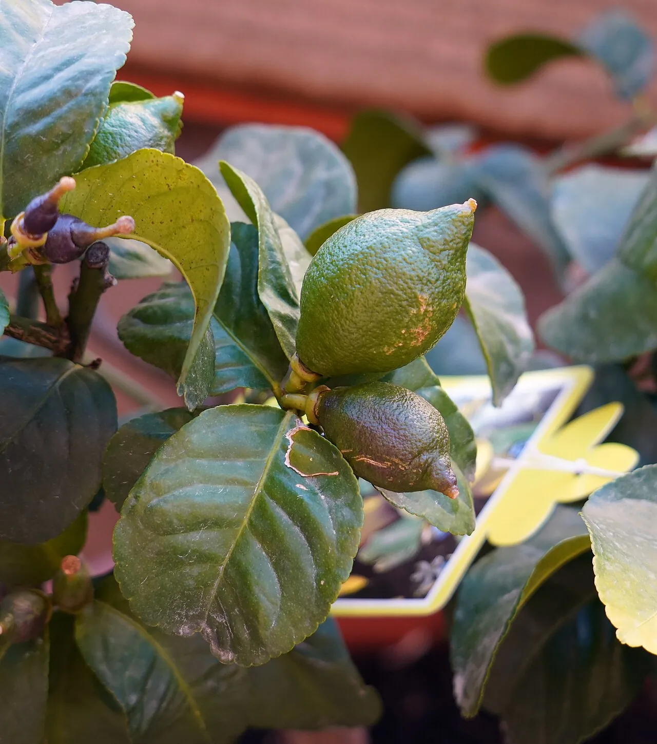Lemon, photo 2