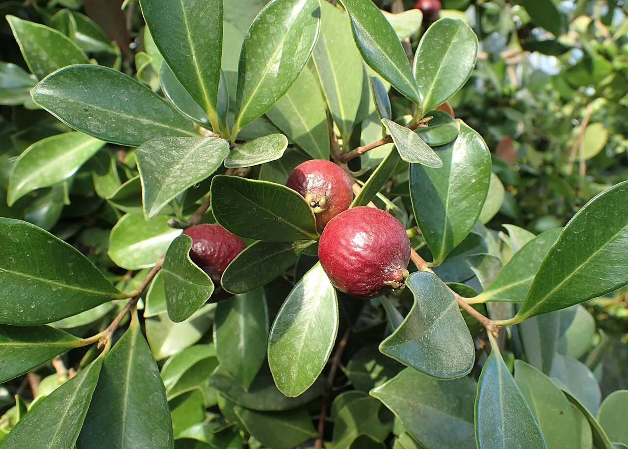 Brazilian guava, photo 1
