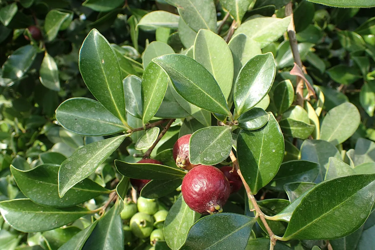 Brazilian guava, photo 2