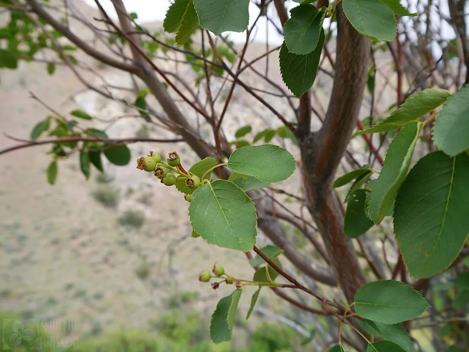 Serviceberry, photo 3