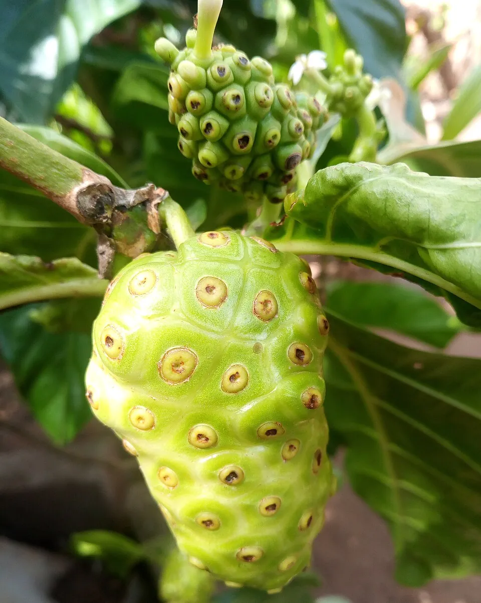 Noni, photo 1