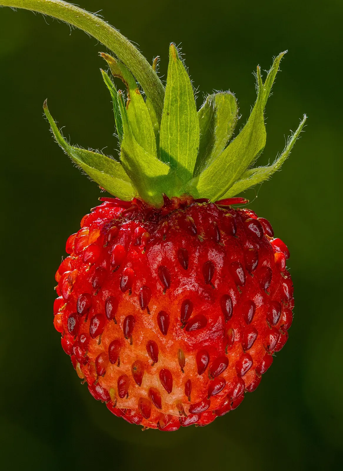Wild strawberry, photo 1