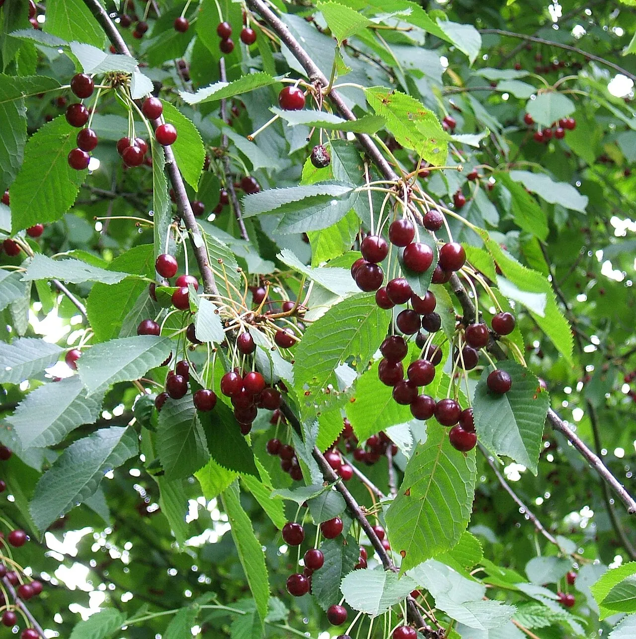 Sweet cherry, photo 3