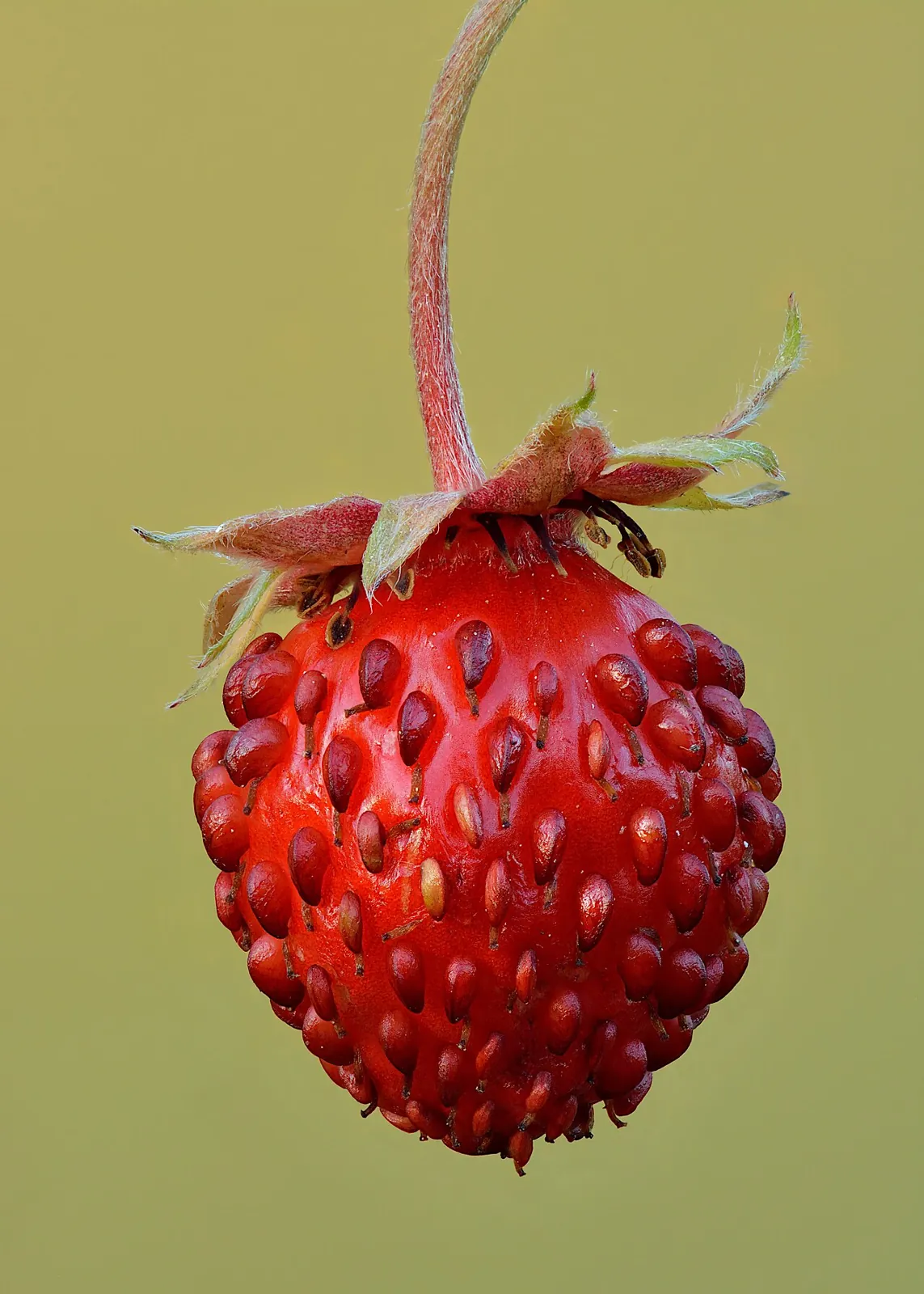Wild strawberry, photo 3