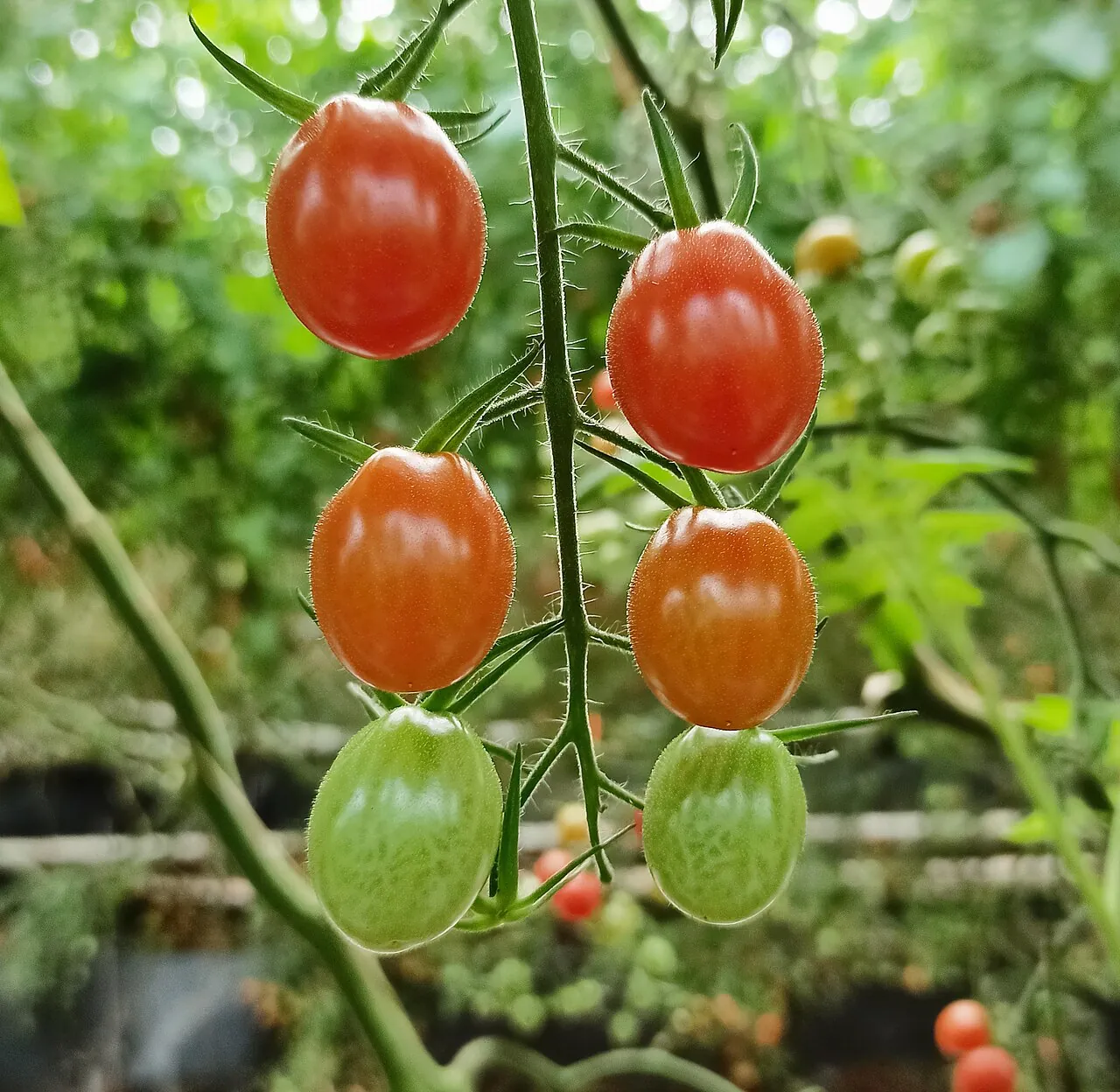 Tomato, photo 1