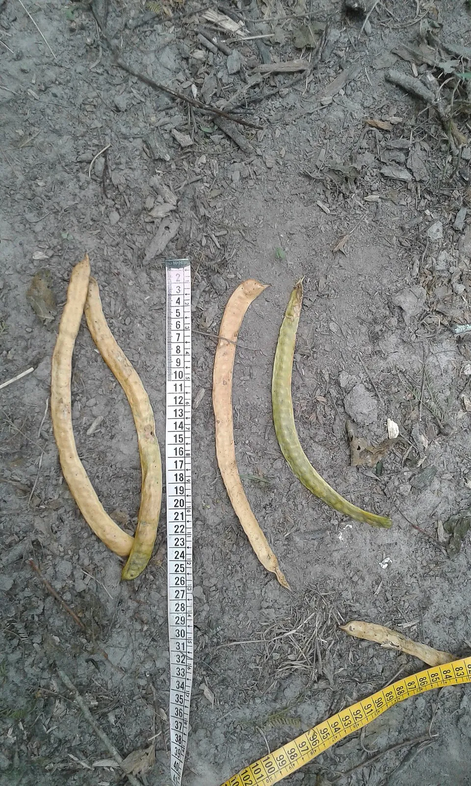 Mesquite pod, photo 1