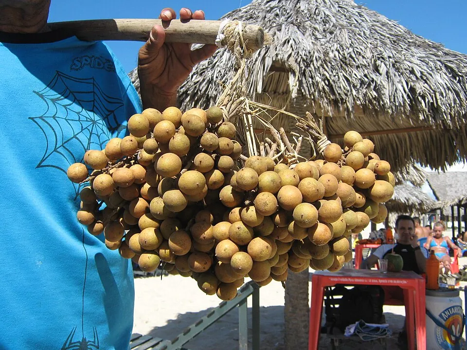 Pitomba, photo 1