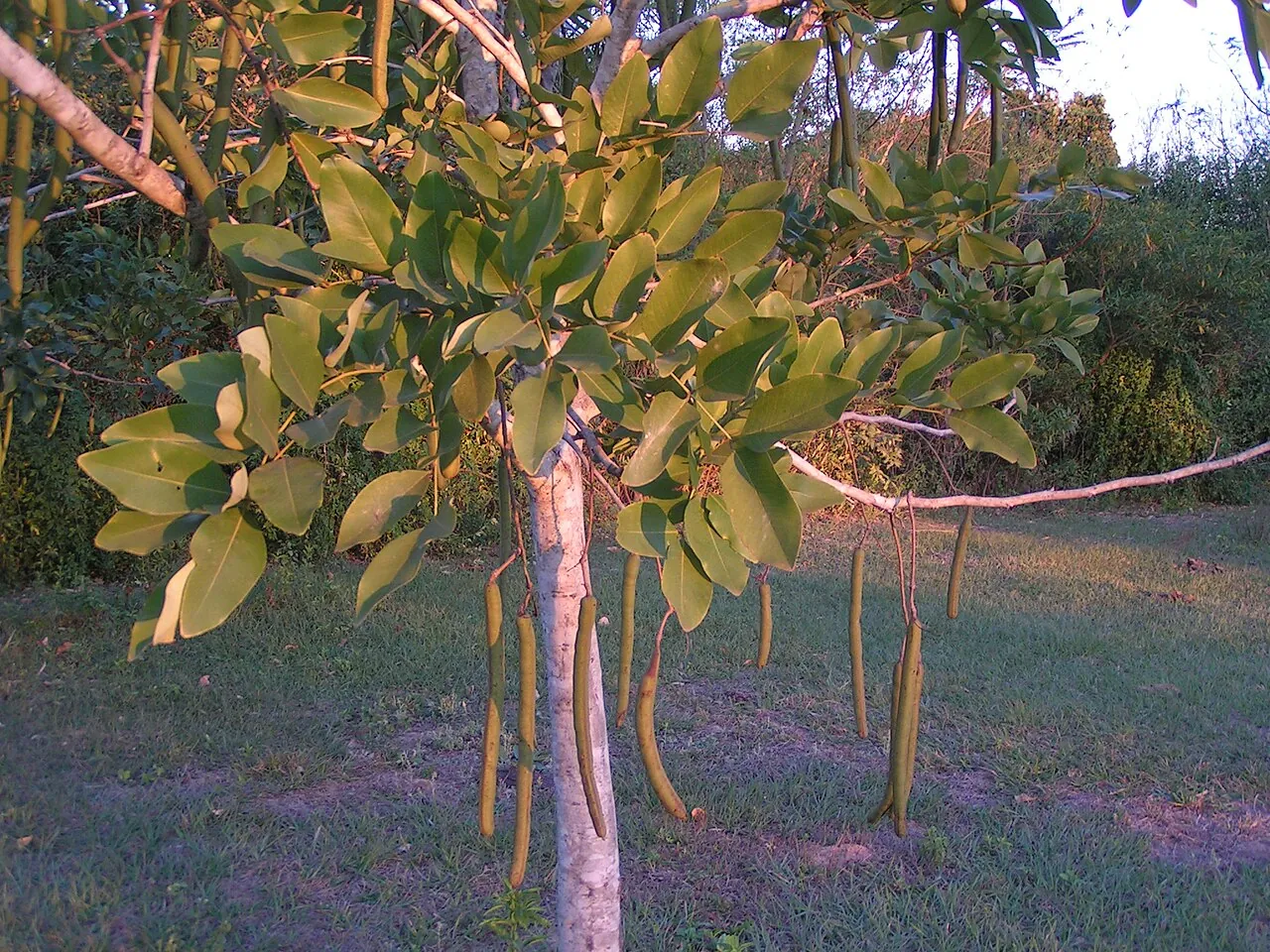 Mesquite pod, photo 3
