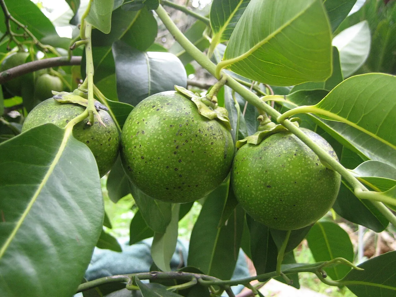 Black sapote, photo 2