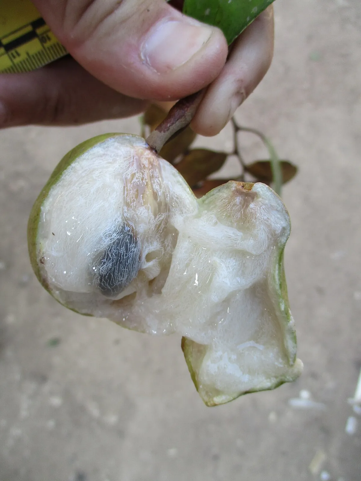 Star apple, photo 1