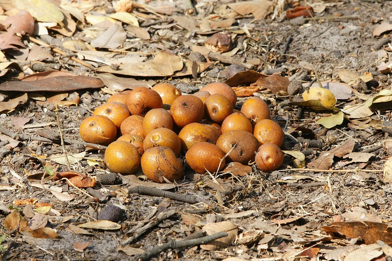 Mobola plum, photo 1
